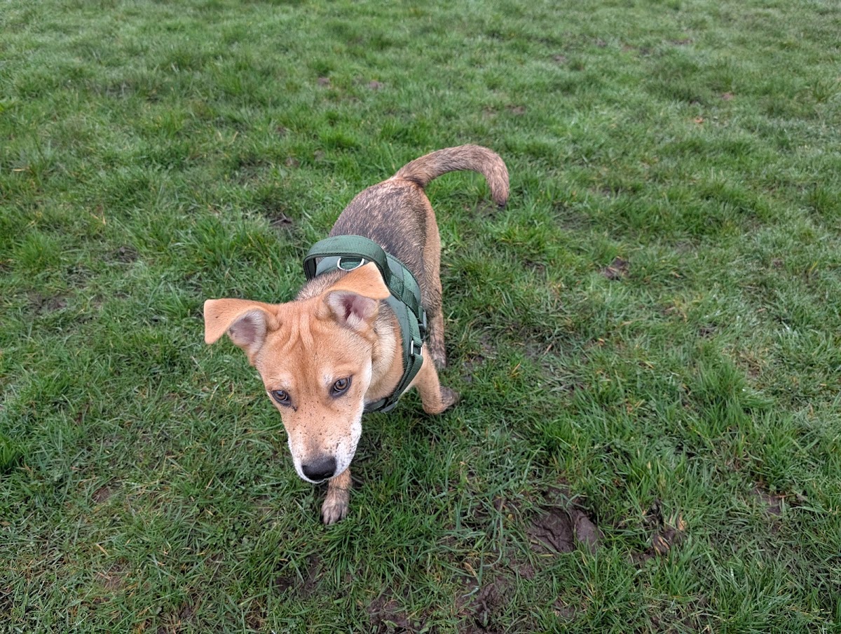 Pawsome Walks Bridgend secure private dog field in Bridgend, CF32 0HA