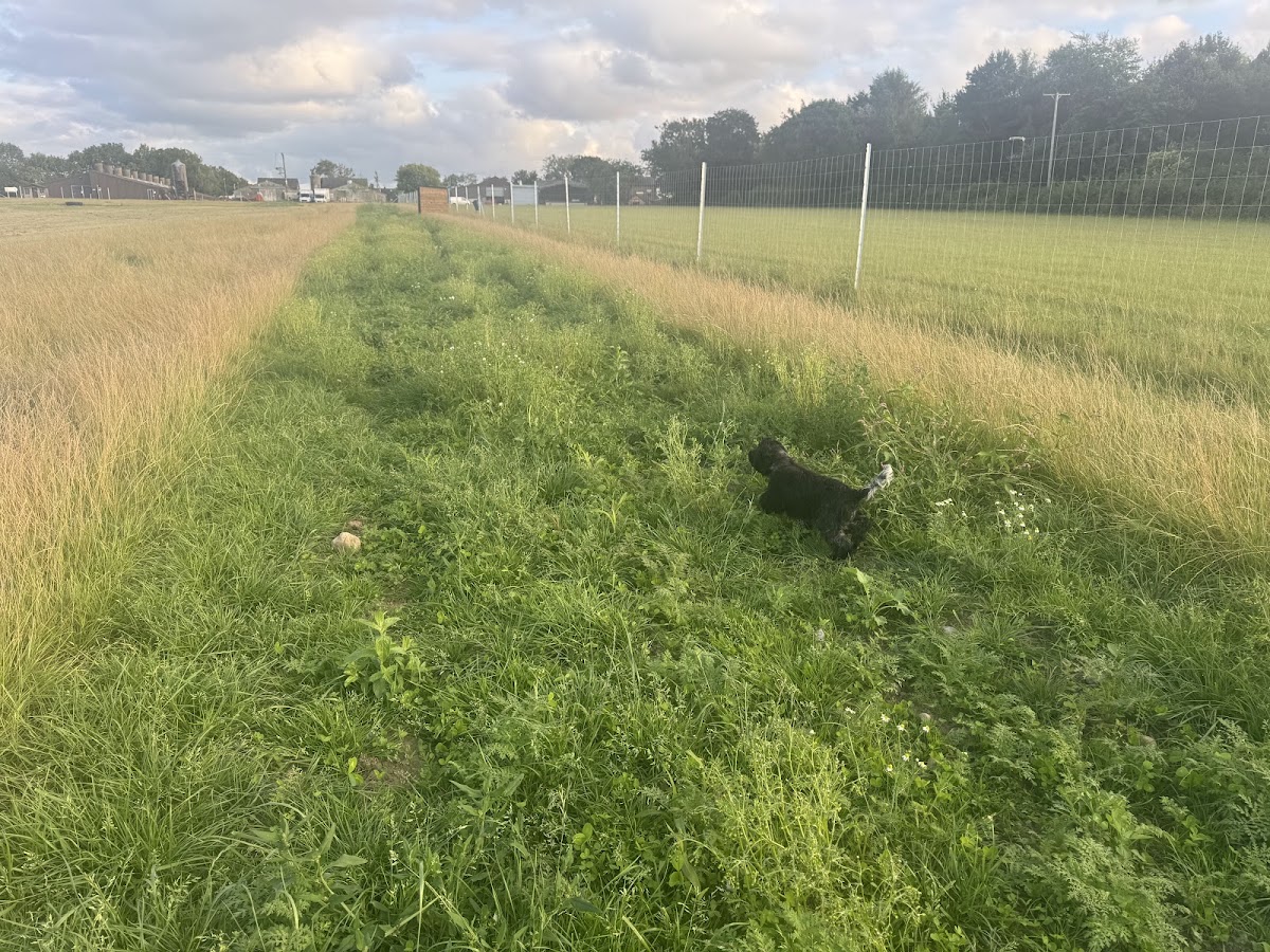 Greenhalgh Canine Club secure private dog field in Greenhalgh, PR4 3HL