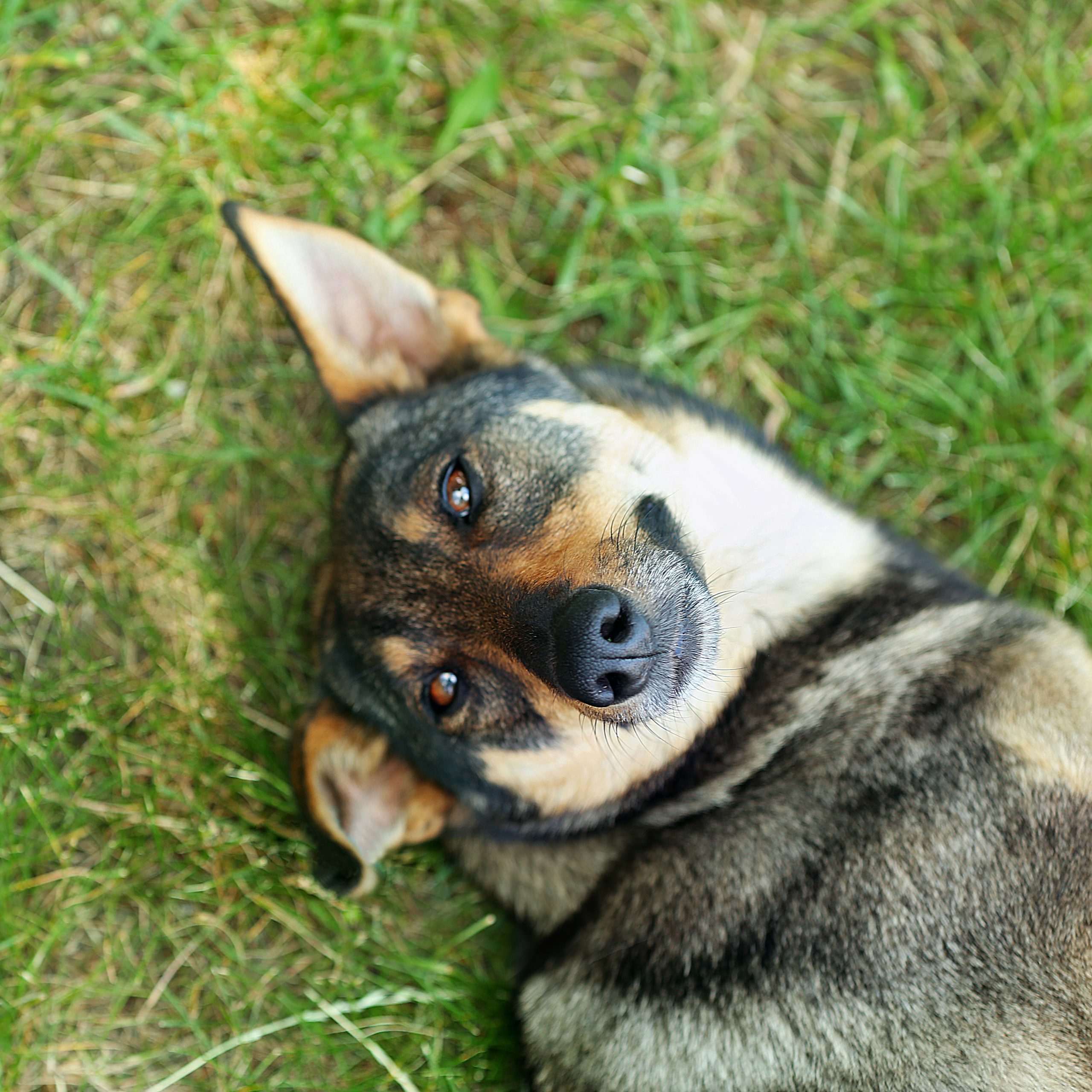 Severn Farm Secure Dog Field secure private dog field in Gloucester, GL2 3NW