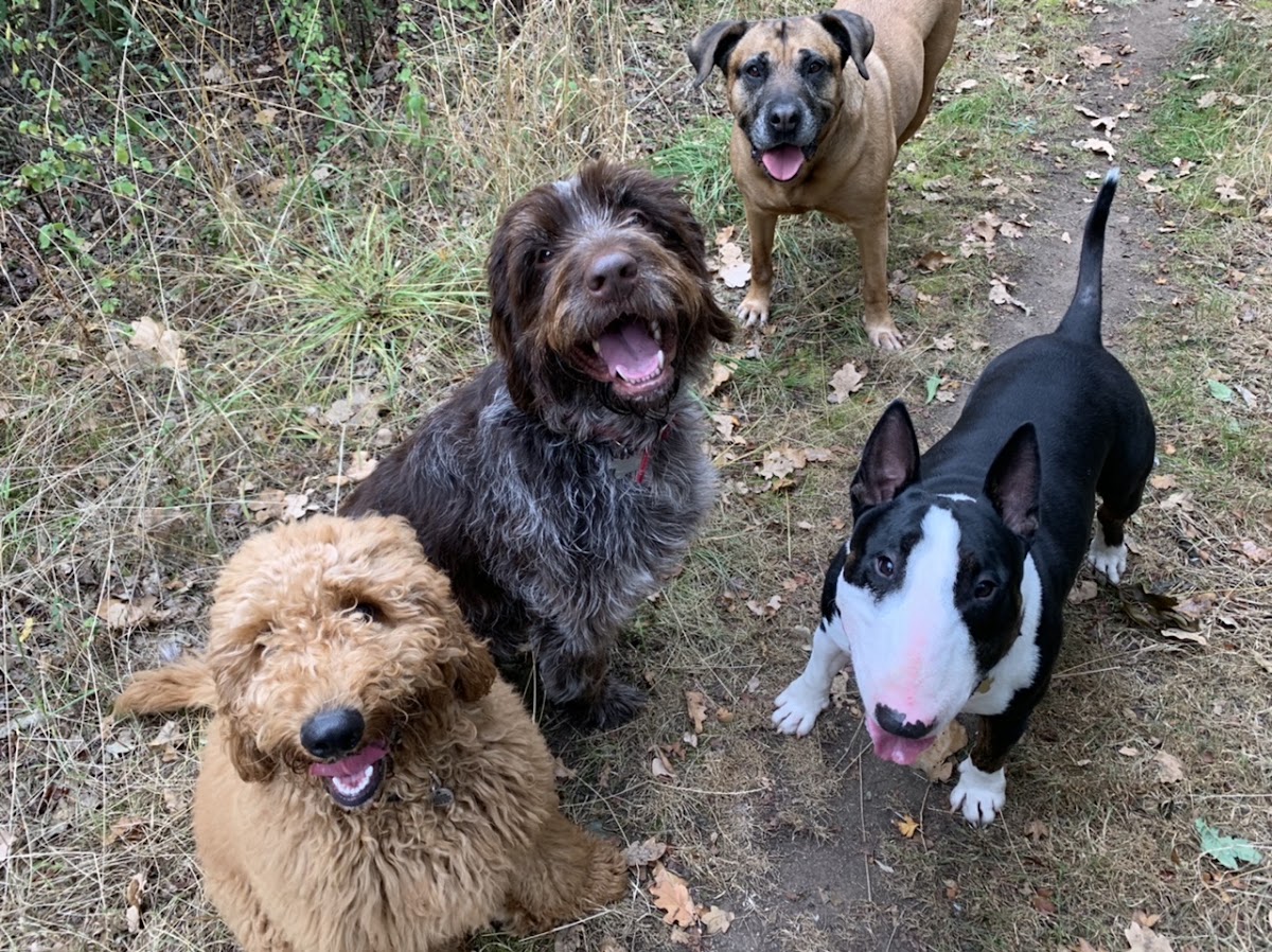 Pooches and Pets secure private dog field in 14 Goldings Ln, SG14 2PT