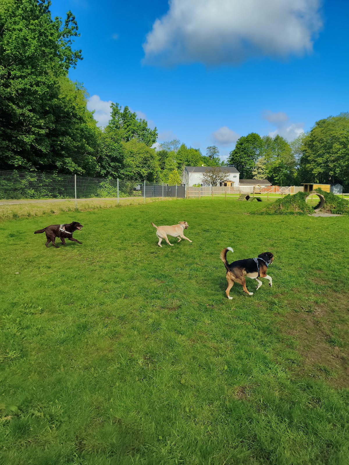 Paws in the Paddock secure private dog field in Caerleon, NP44 3EE