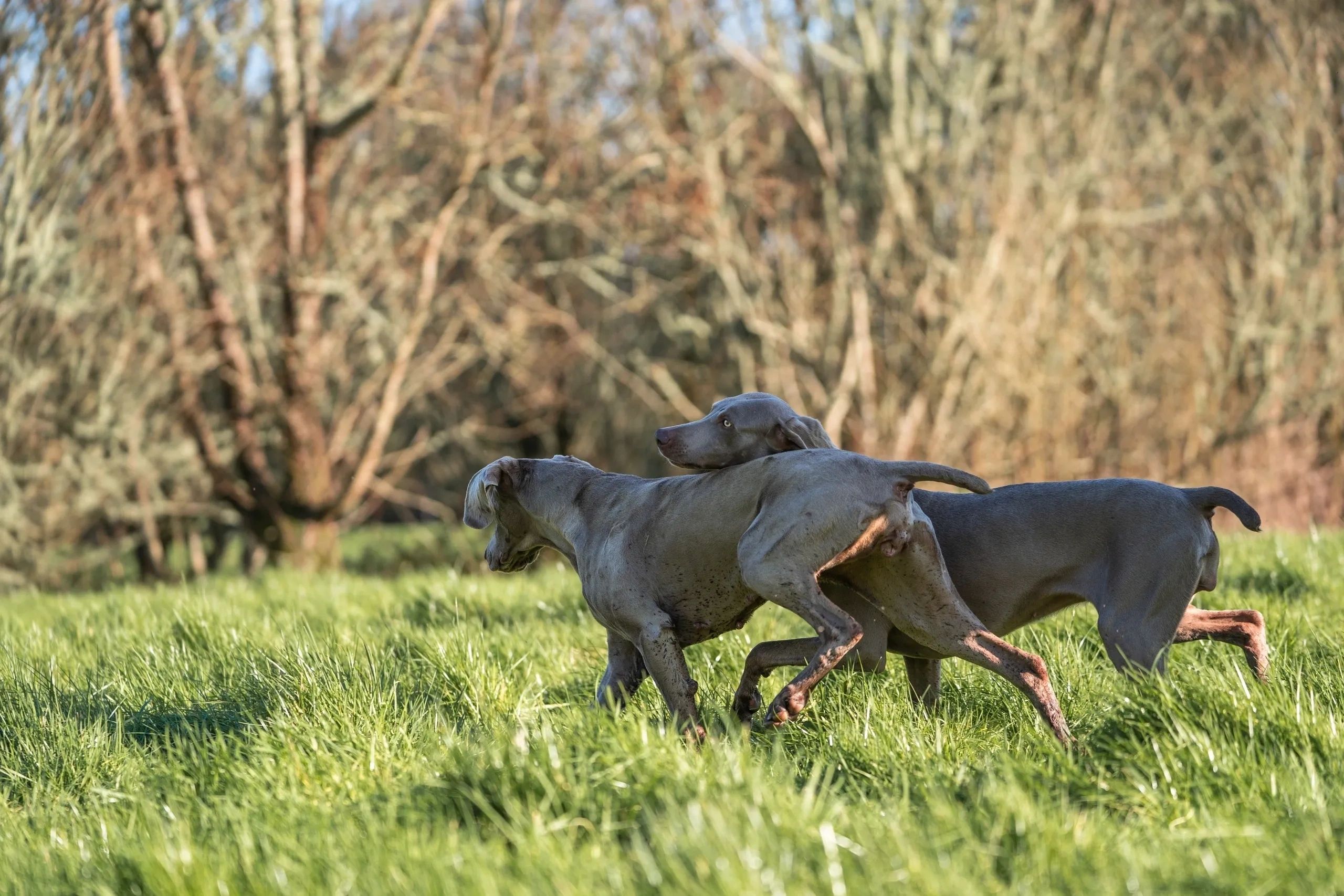 Ultimutt Freedom Dog Park secure private dog field in Hayle, TR27 6JU