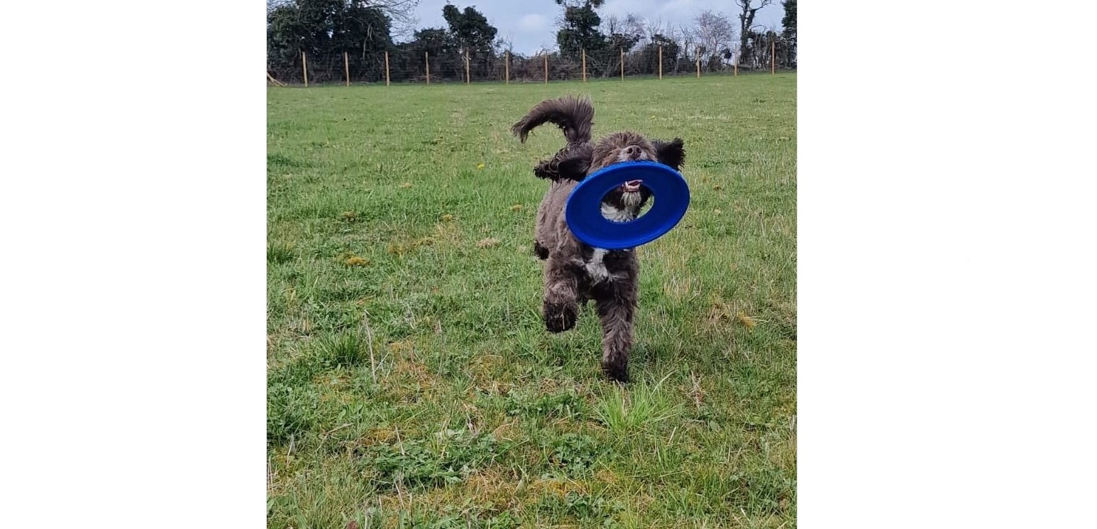 Bidford Paws Paddock secure private dog field in Alcester, B50 4PD