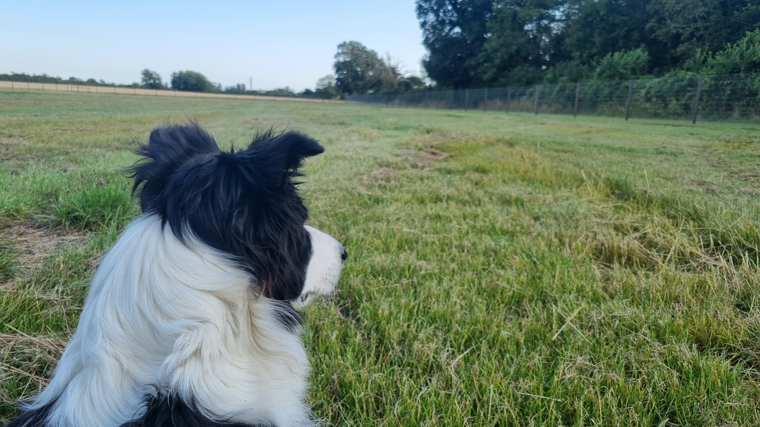The Dog Field at Ewen secure private dog field in Cirencester, GL7 6BZ