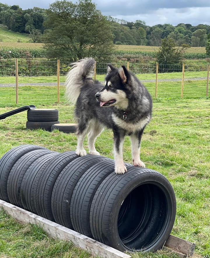 samlesbury secure dog run secure private dog field in Preston, PR5 0UA