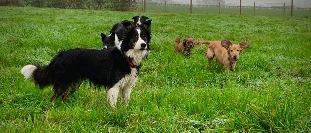 Unleashed Secure Dog Fields secure private dog field in Poulton-le-Fylde, FY6 8NG