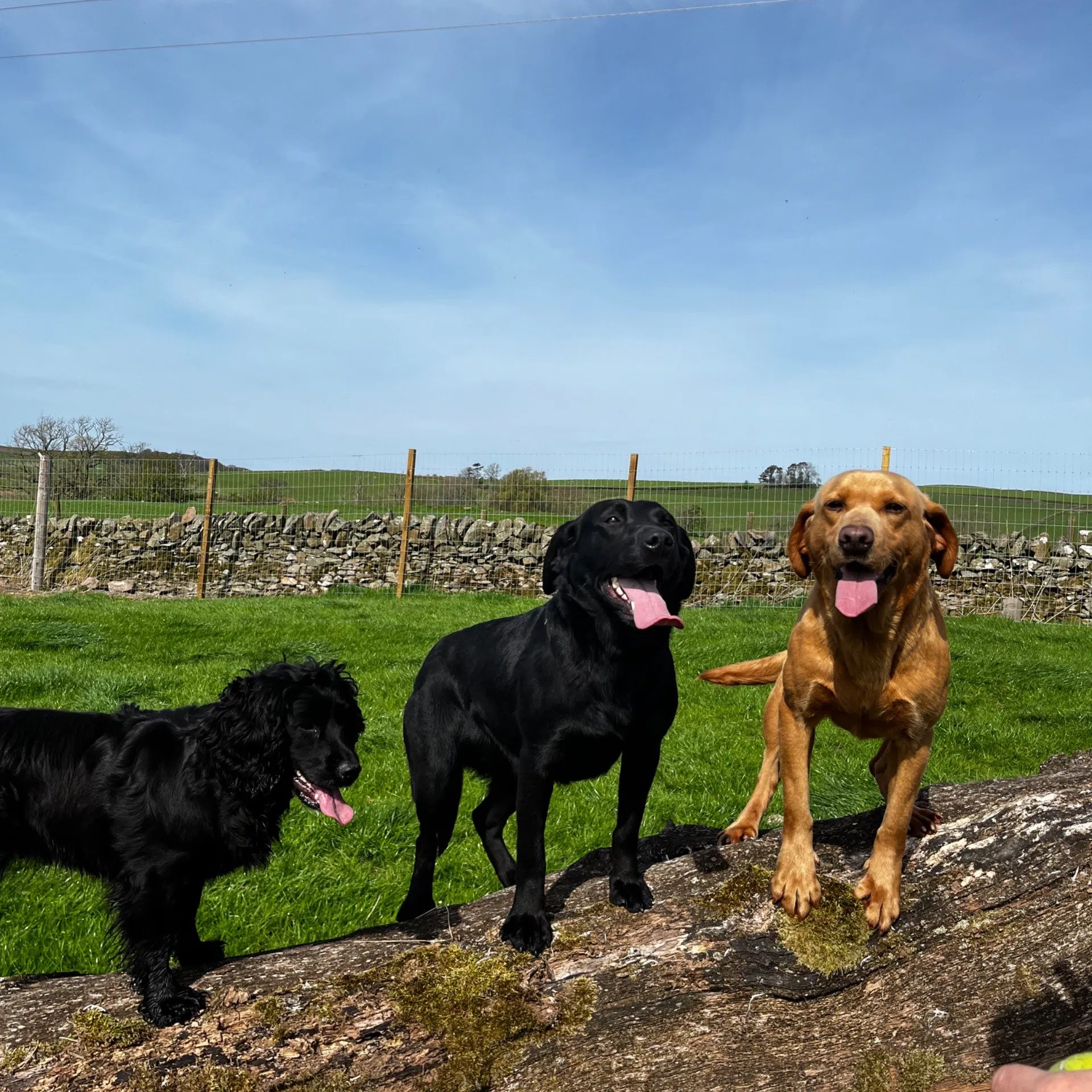 Dogs in the Country secure private dog field in Castle Douglas, DG7 3LJ