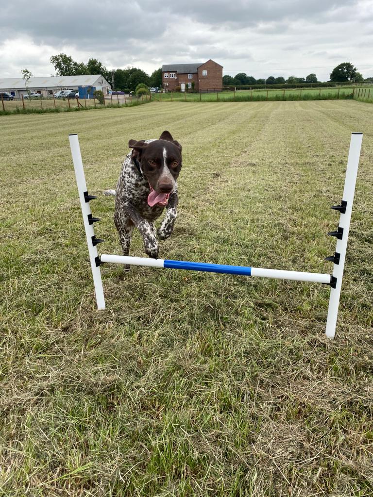 Happy Paws Pet Care secure private dog field in Sandbach, CW11 4RQ