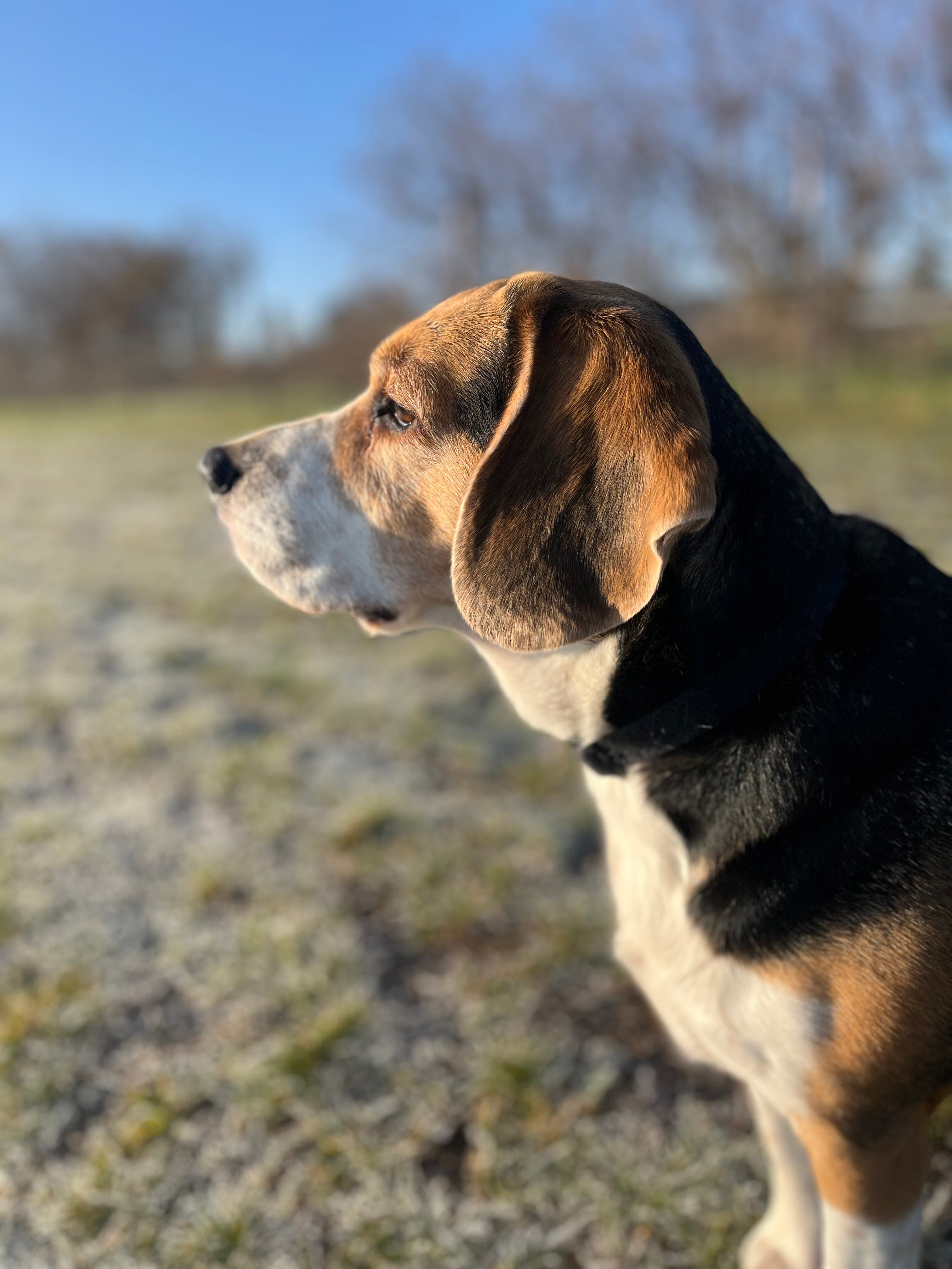 Ryarsh Paw Ground secure private dog field in West Malling, ME19 5LB