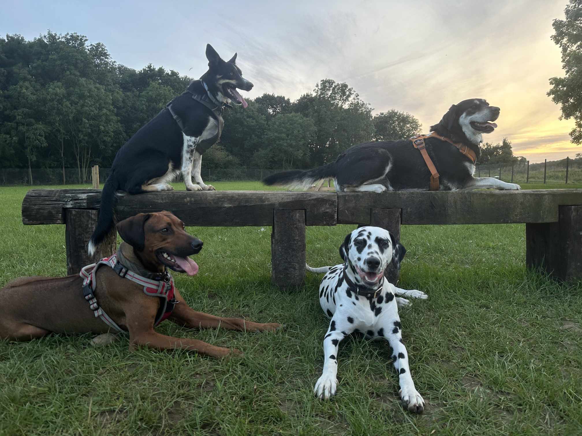 Park Wood Dog Activity Centre Ltd secure private dog field in Bourne, PE10 0EL