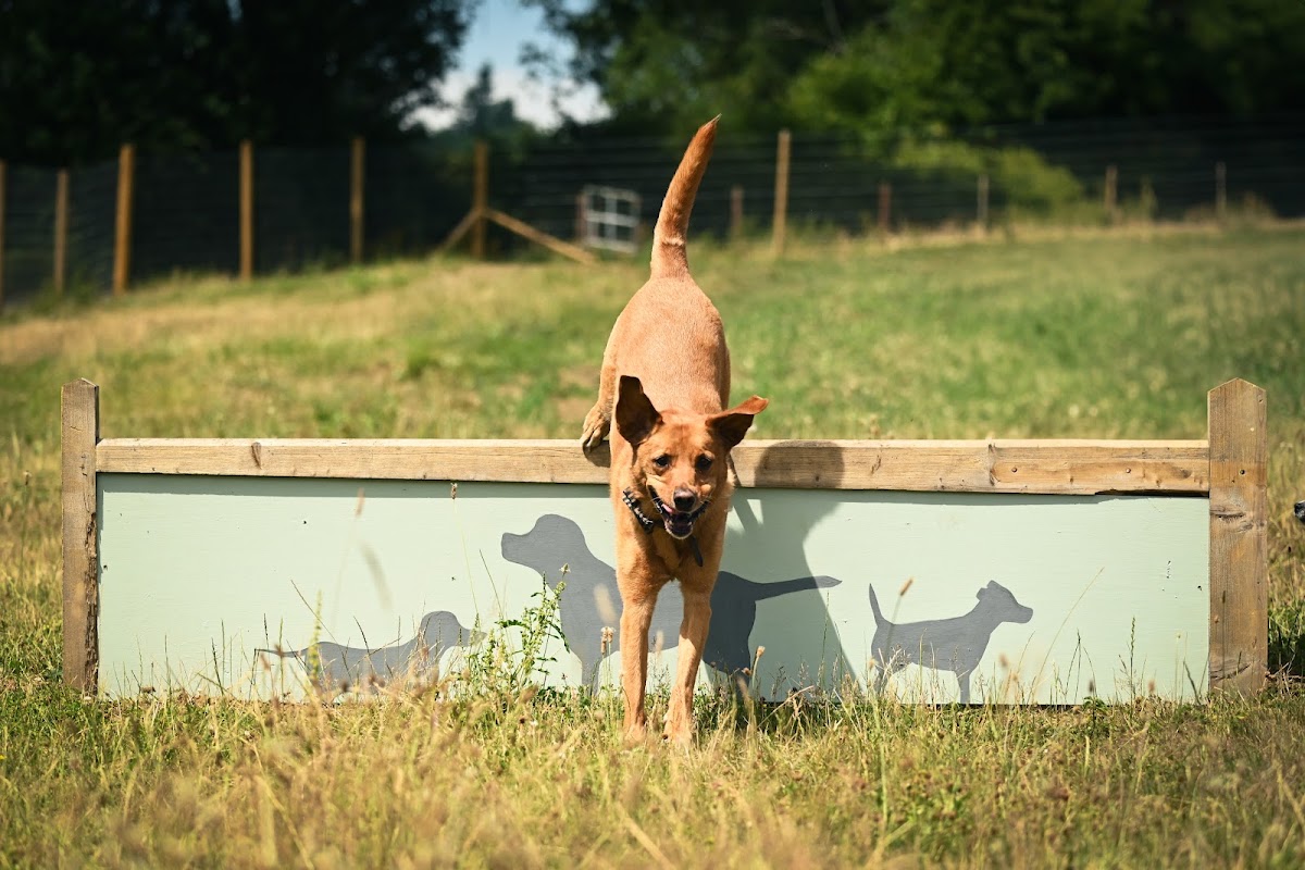 Surrey Hills Dog Park secure private dog field in Guildford, GU5 0RB