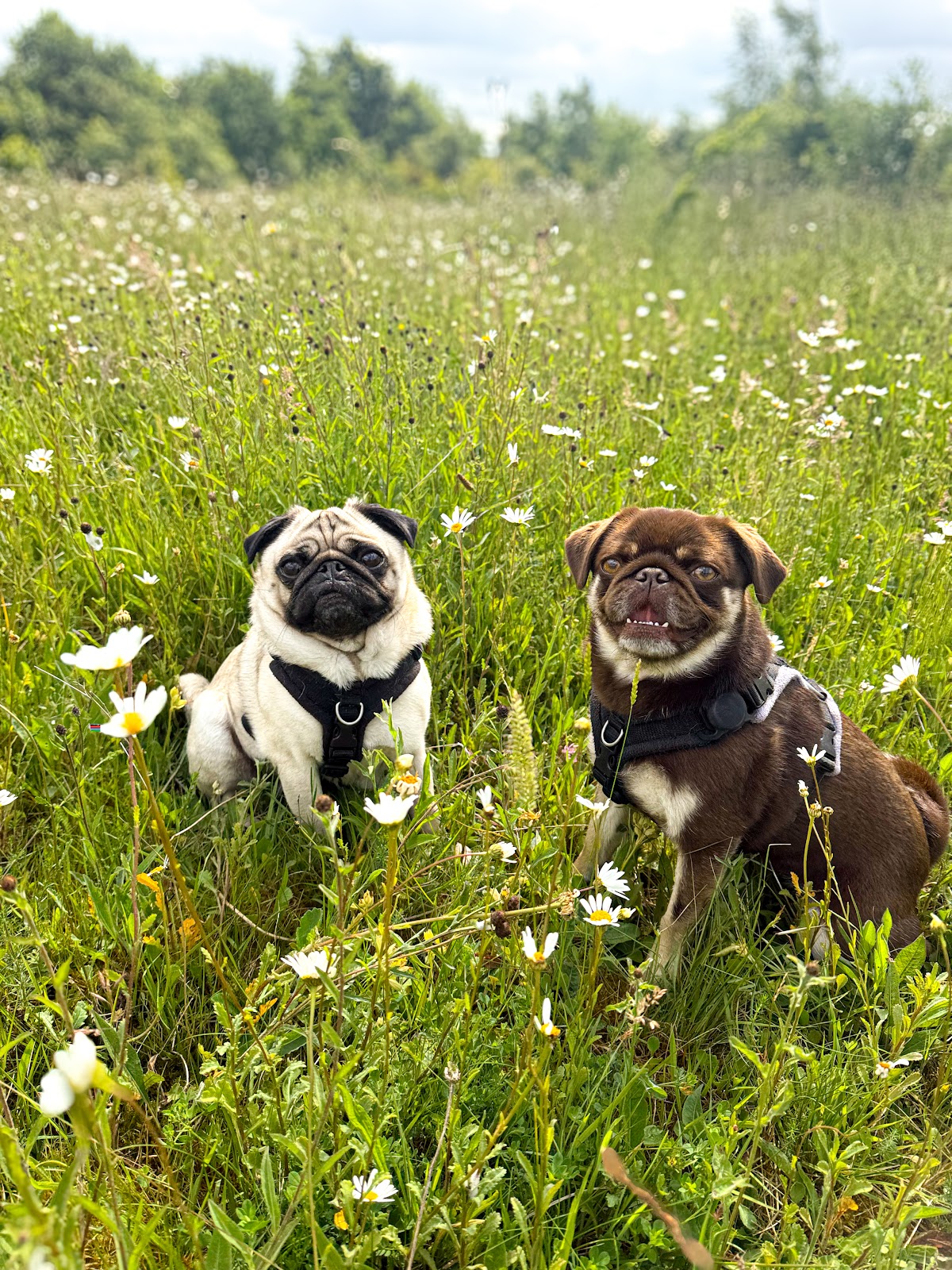 Ruff & Woof at the Paddocks secure private dog field in Newcastle, ST5 7AG