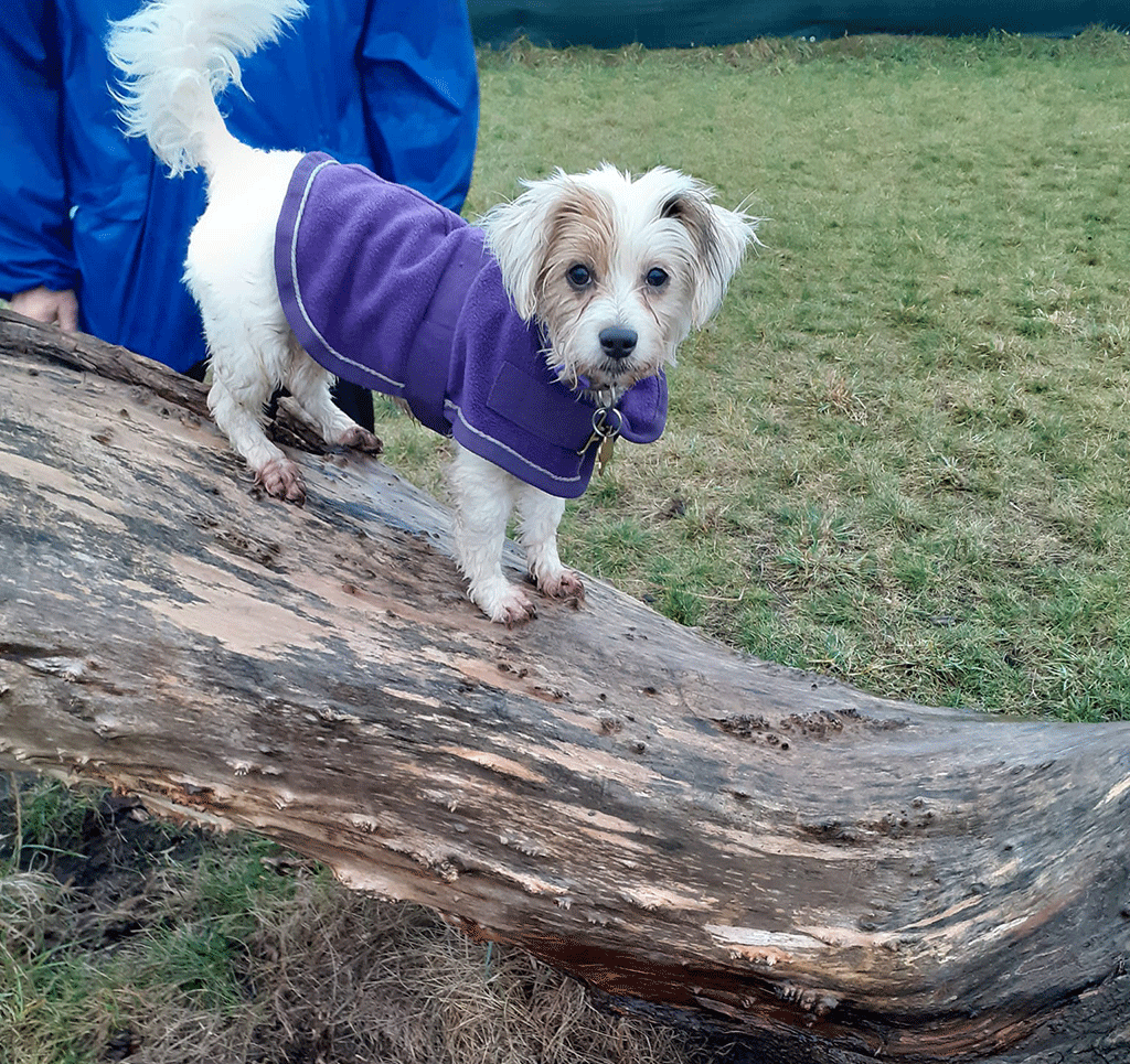 Kenny Hill Dog Adventure Park secure private dog field in Bury Saint Edmunds, IP28 8DT