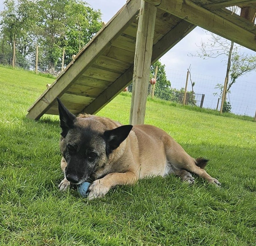 Wye Valley K9 Free Run Enclosure & Agility Centre secure private dog field in Builth Wells, LD2 3LZ