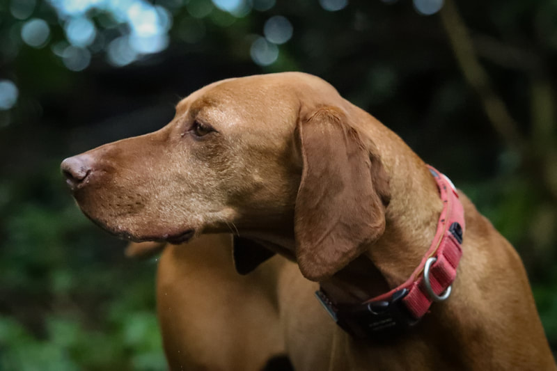 Hogs Back secure private dog field in Farnham