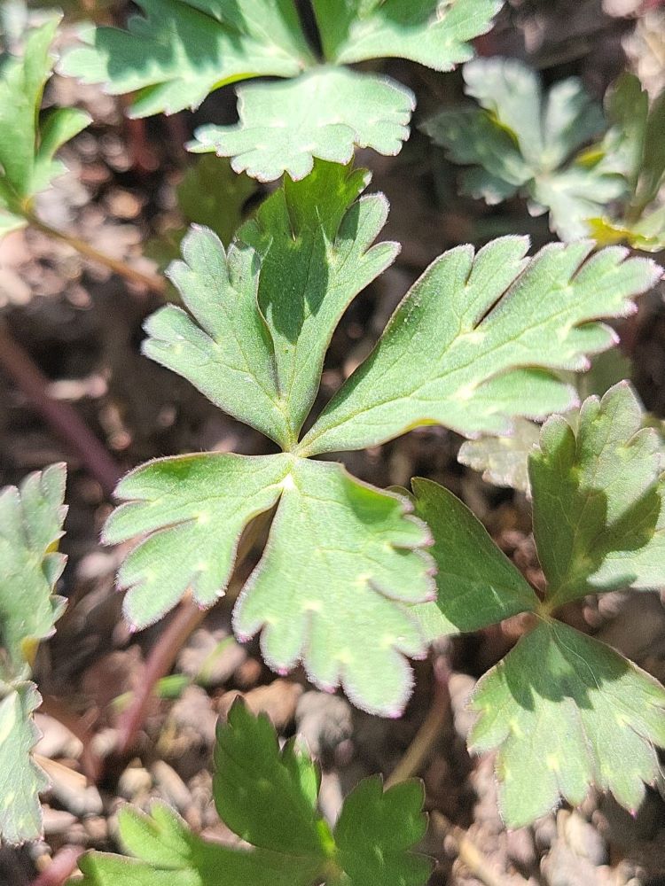 Zdjęcie rośliny: Zawilec wiotki / Anemone flaccida Ginpai