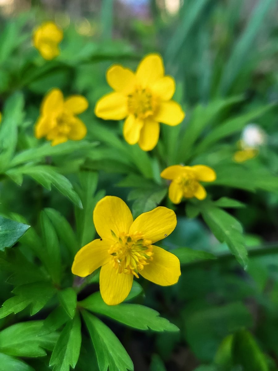 Zdjęcie rośliny: Zawilec żółty / Anemone ranunculoides Golden Dream