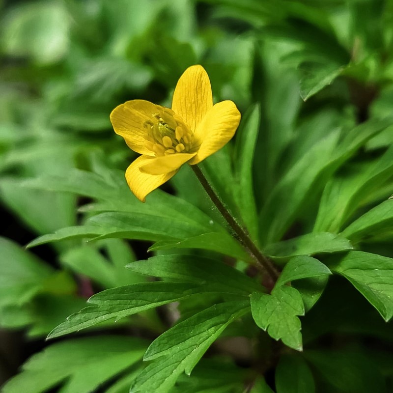 Zdjęcie rośliny: Zawilec żółty / Anemone ranunculoides Golden Dream