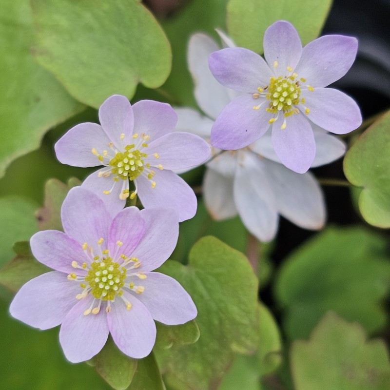 Zdjęcie rośliny: Zawilczyk rutewkowaty / Anemonella thalictroides Charlotte