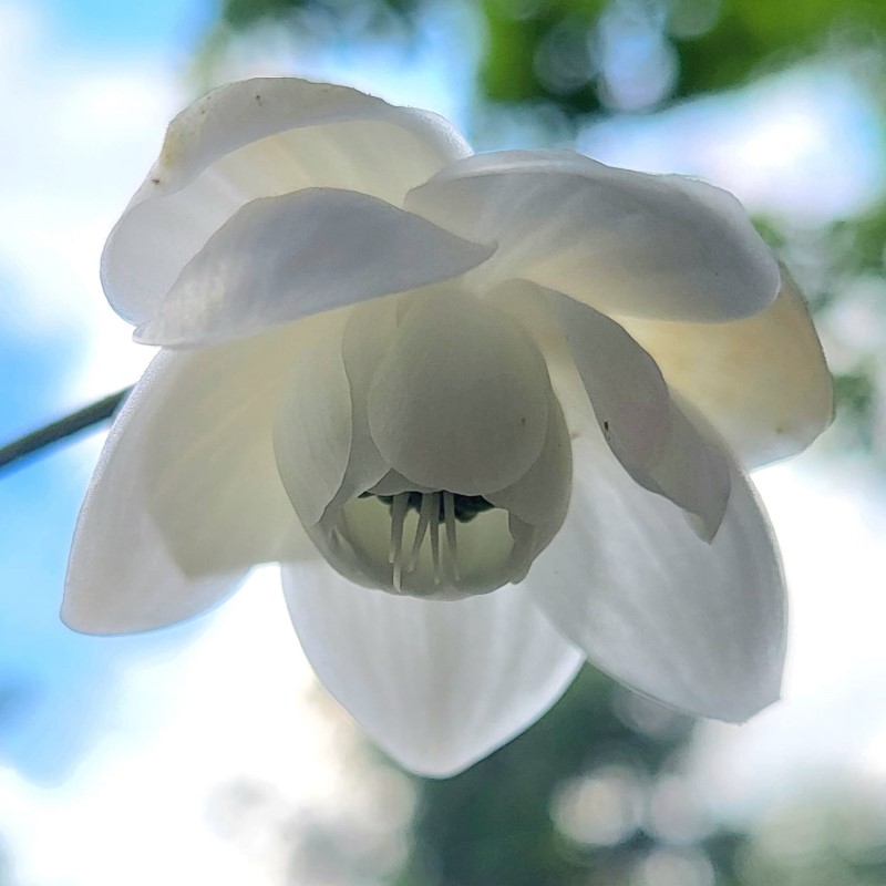 Zdjęcie rośliny: Anemonopsis wielkolistny / Anemonopsis macrophylla White Swan