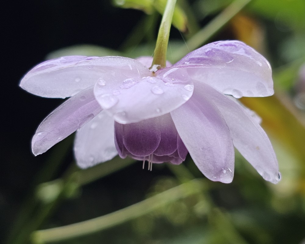 Zdjęcie rośliny: Anemonopsis wielkolistny / Anemonopsis macrophylla