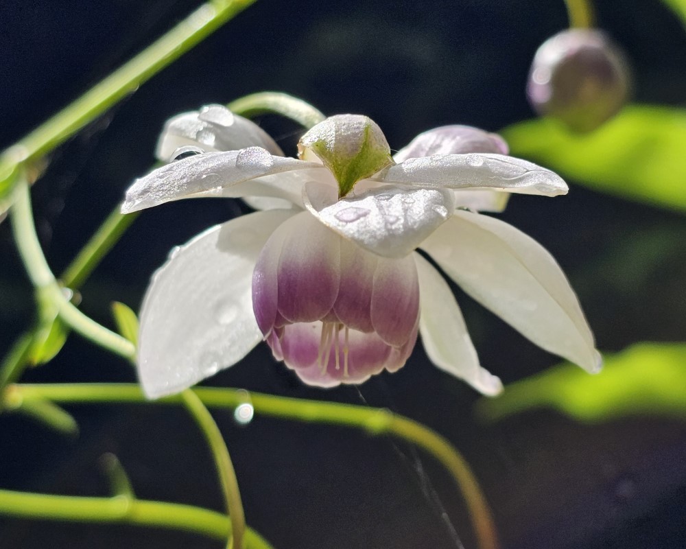 Zdjęcie rośliny: Anemonopsis wielkolistny / Anemonopsis macrophylla