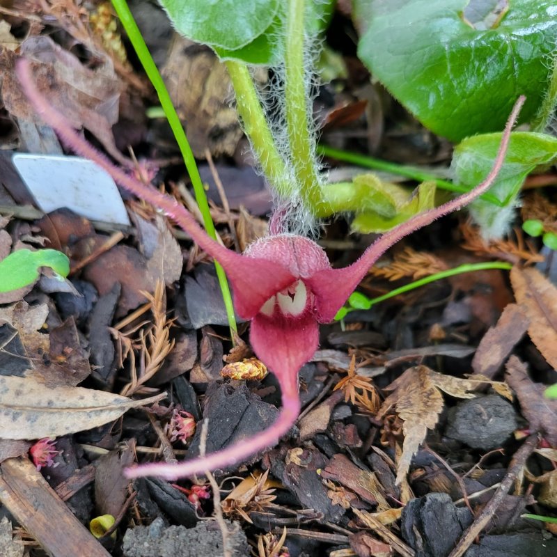 Zdjęcie rośliny: Kopytnik długopłatkowy / Asarum caudatum