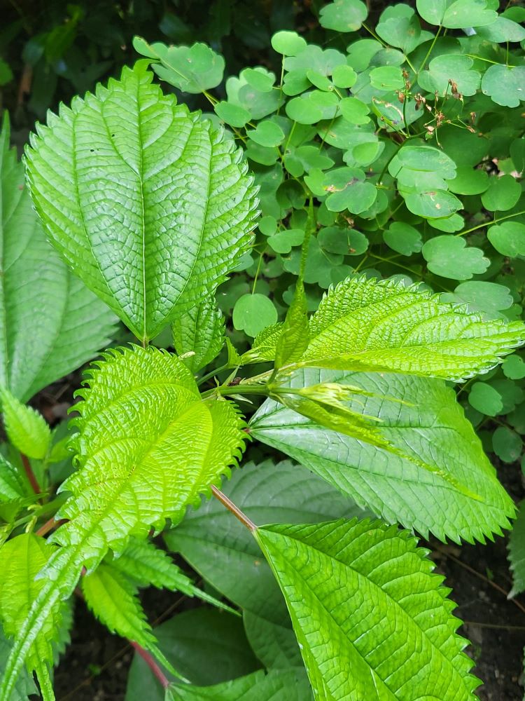 Zdjęcie rośliny: „Bemeria / Boehmeria sieboldiana”