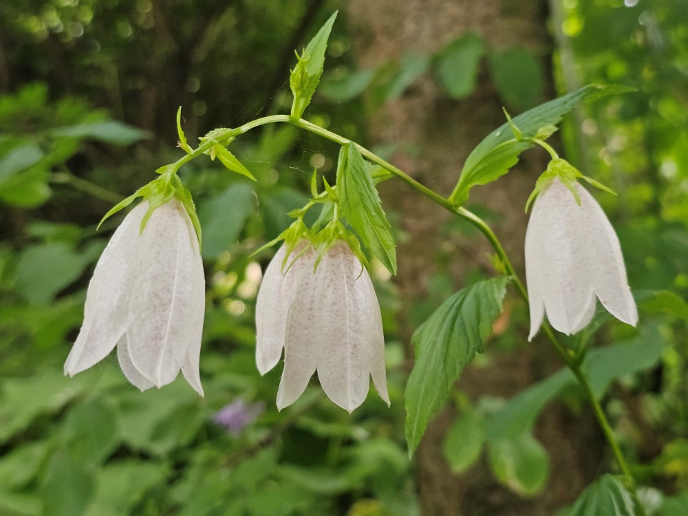 Zdjęcie rośliny: Dzwonek kropkowany biały / Campanula punctata White Bells