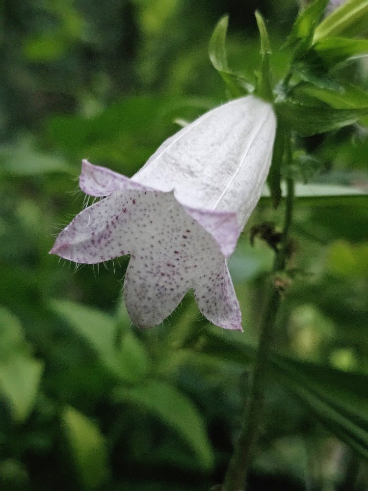 Zdjęcie rośliny: Dzwonek kropkowany biały / Campanula punctata White Bells