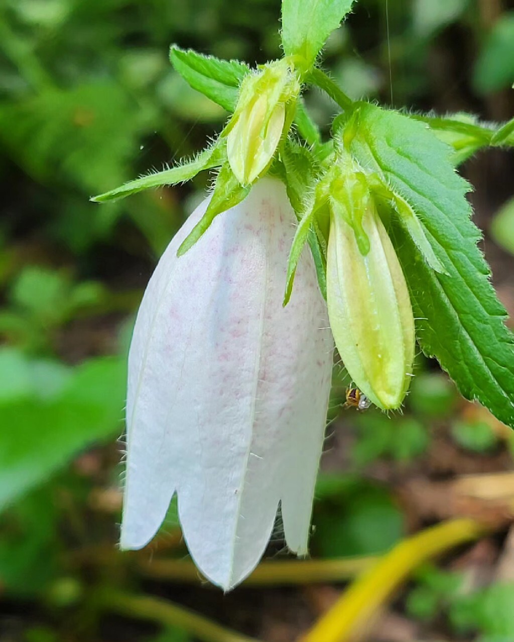 Zdjęcie rośliny: Dzwonek kropkowany biały / Campanula punctata White Bells