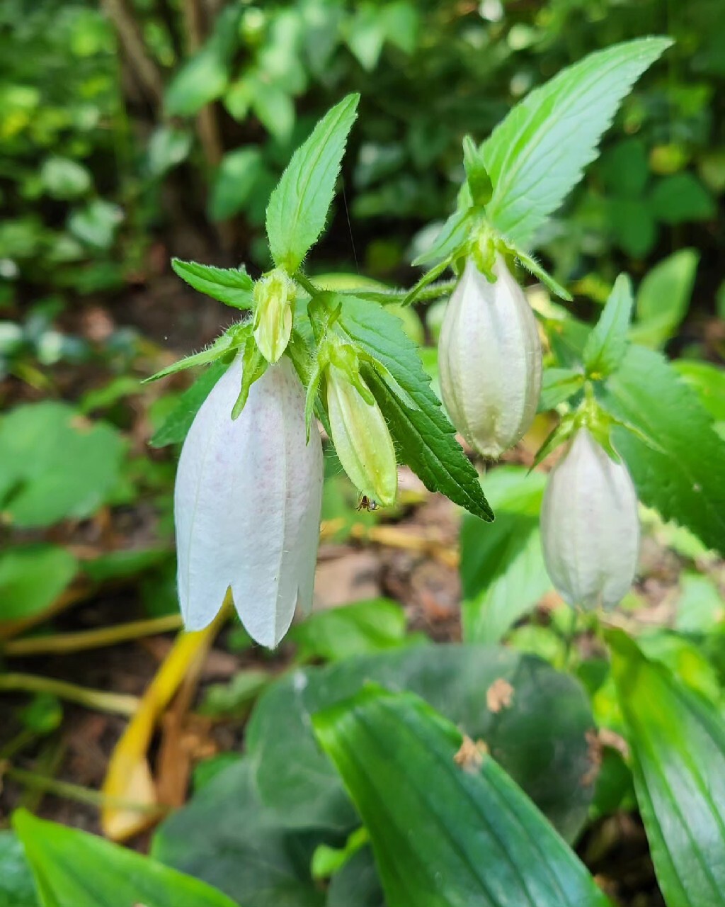 Zdjęcie rośliny: Dzwonek kropkowany biały / Campanula punctata White Bells