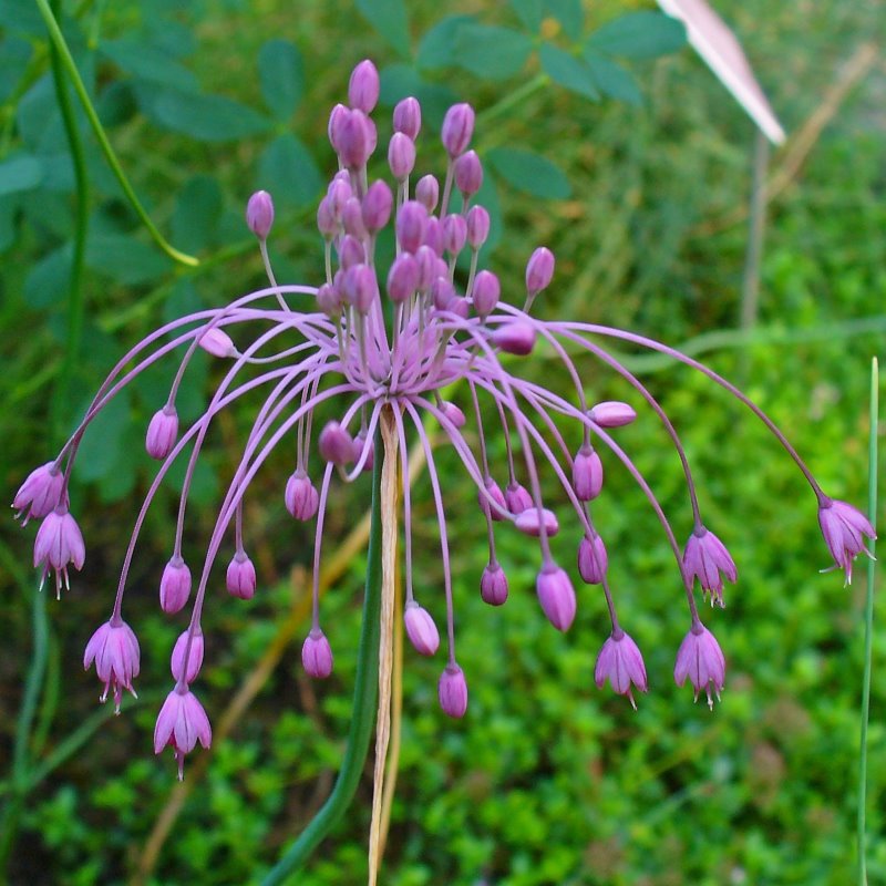 Zdjęcie rośliny: „Czosnek nadobny / Allium coloratum (Allium carinatum ssp. pulchellum)”