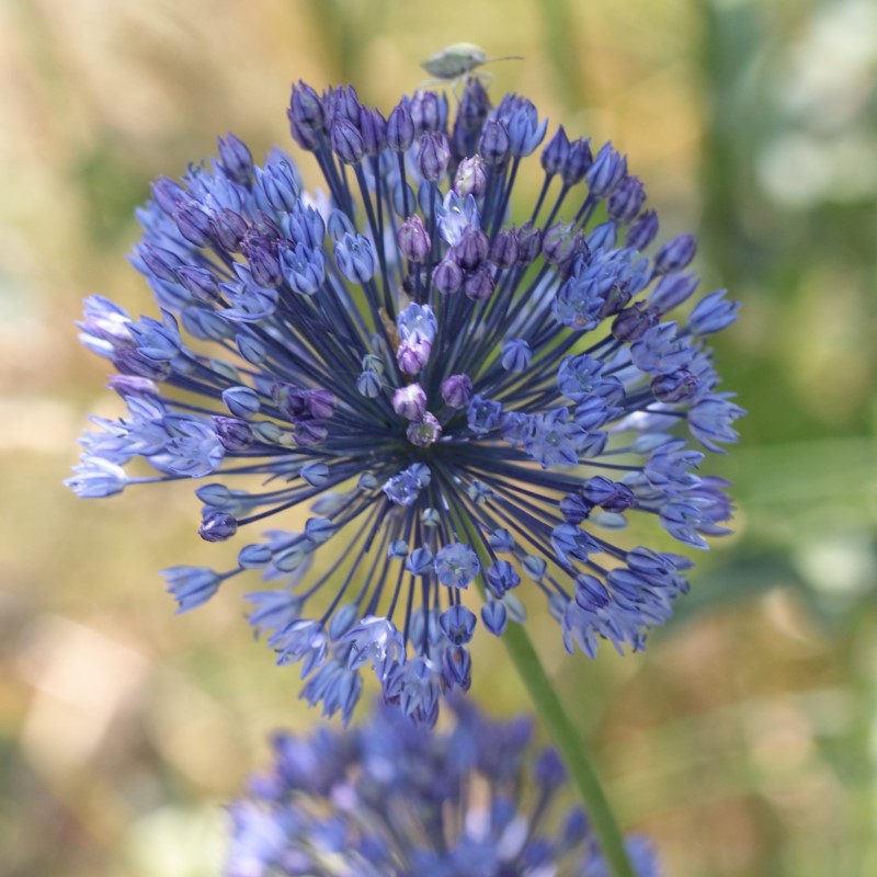 Zdjęcie rośliny: „Czosnek błękitny (7 sztuk) / Allium caeruleum”