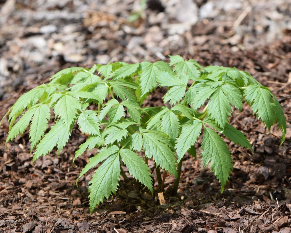 Zdjęcie rośliny: Anemonopsis wielkolistny / Anemonopsis macrophylla White Swan