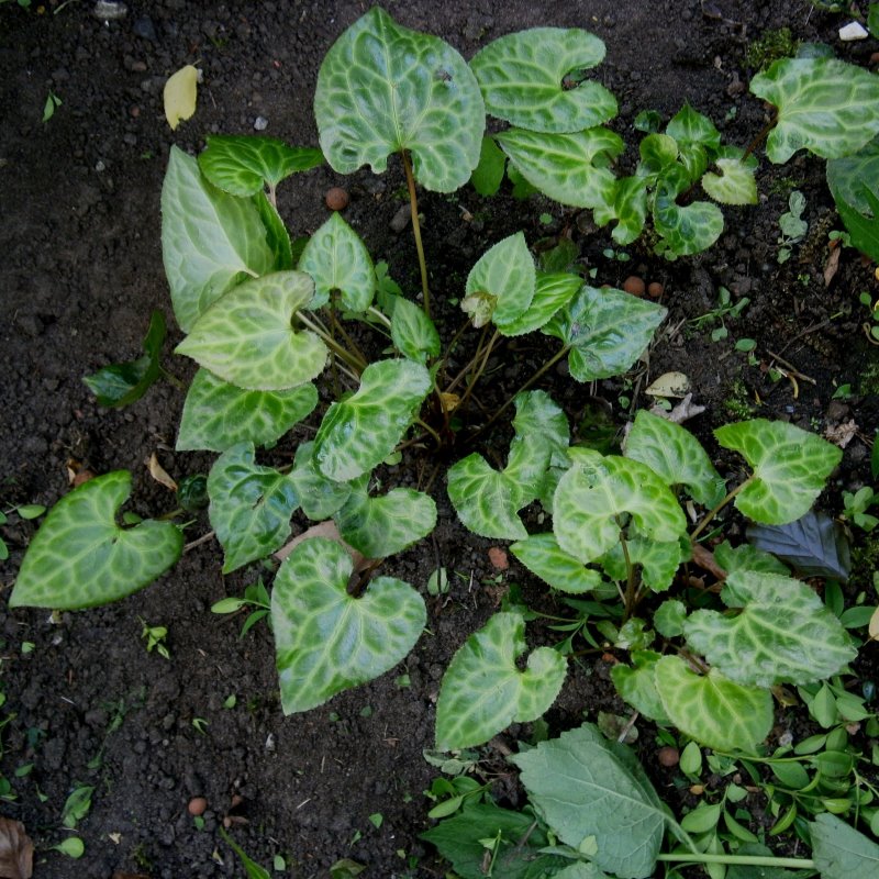 Zdjęcie rośliny: Beesia calthifolia