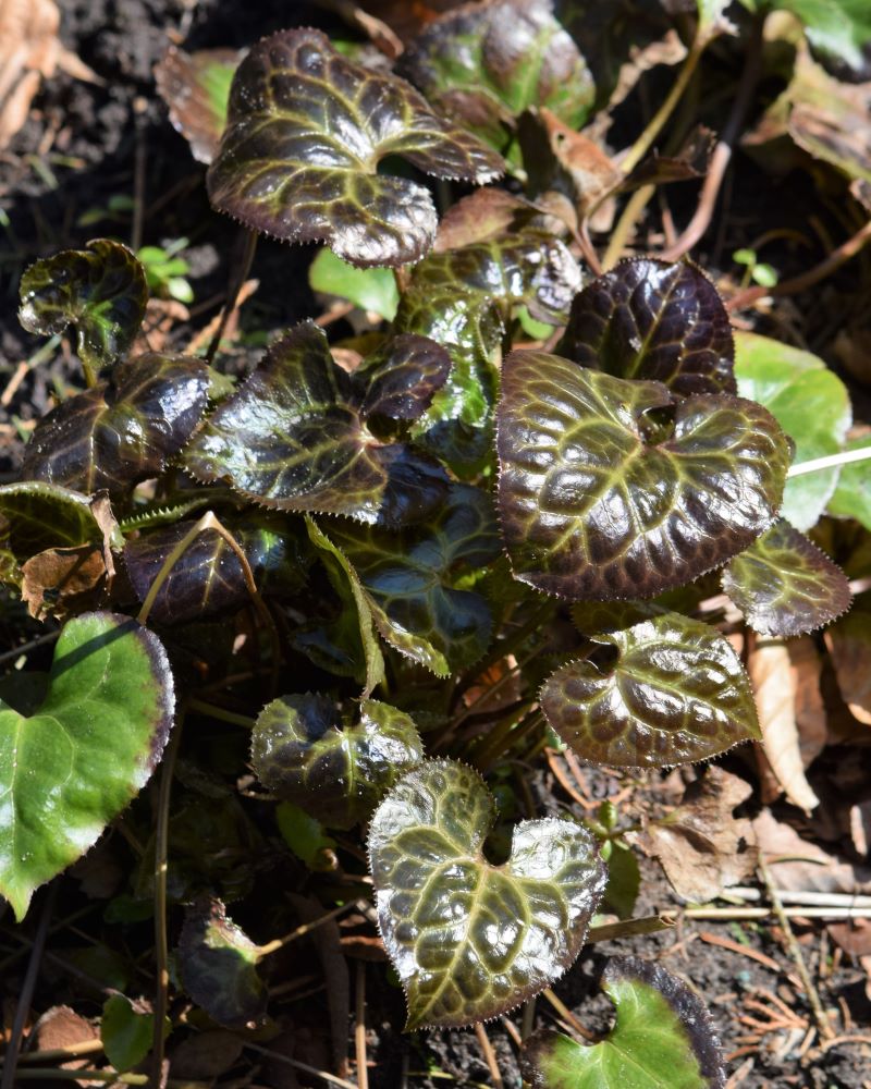 Zdjęcie rośliny: Beesia calthifolia