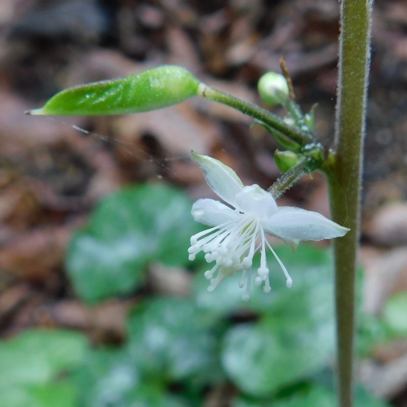 Zdjęcie rośliny: Beesia calthifolia