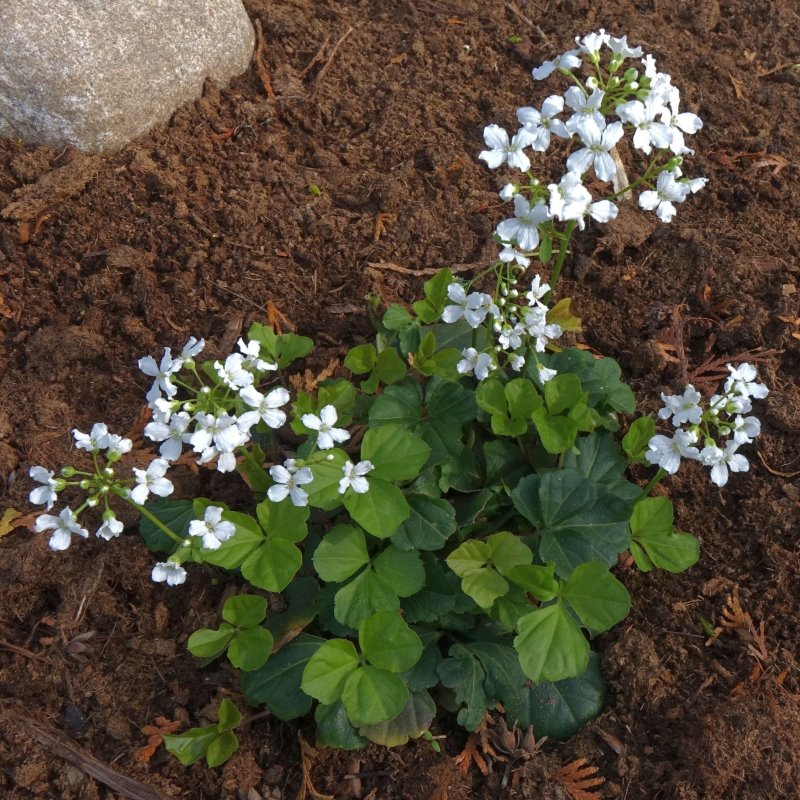 Zdjęcie rośliny: „Cardamine trifolia”