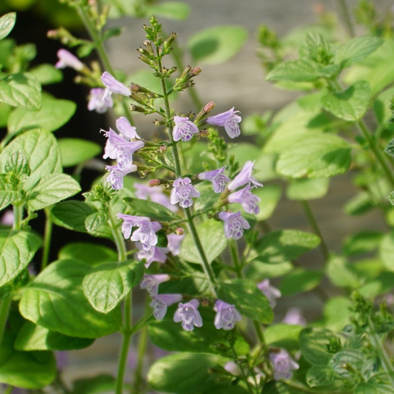 Zdjęcie rośliny: Kalaminta mniejsza (klinopodium kocimiętkowate) / Clinopodium nepeta