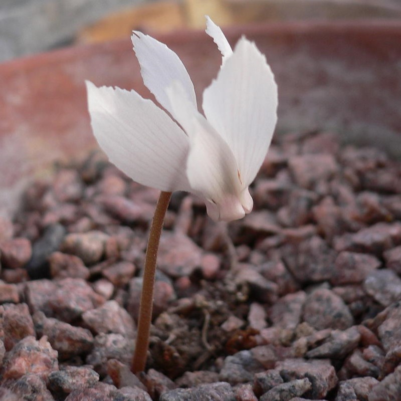 Zdjęcie rośliny: „Cyklamen przedziwny biały / Cyclamen mirabile Album”