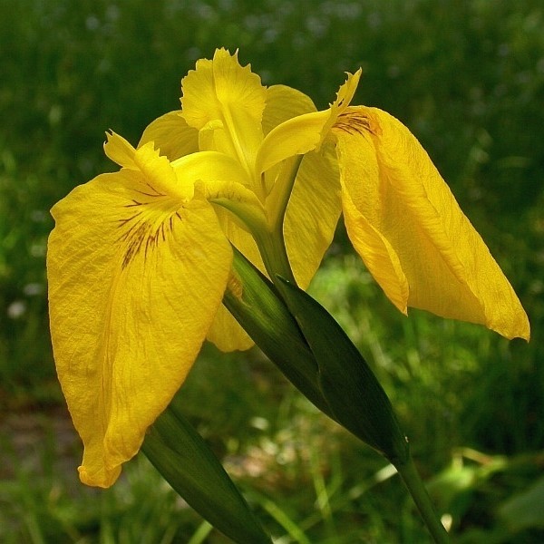 Zdjęcie rośliny: Kosaciec żółty, irys (2 sztuki) / Iris pseudacorus