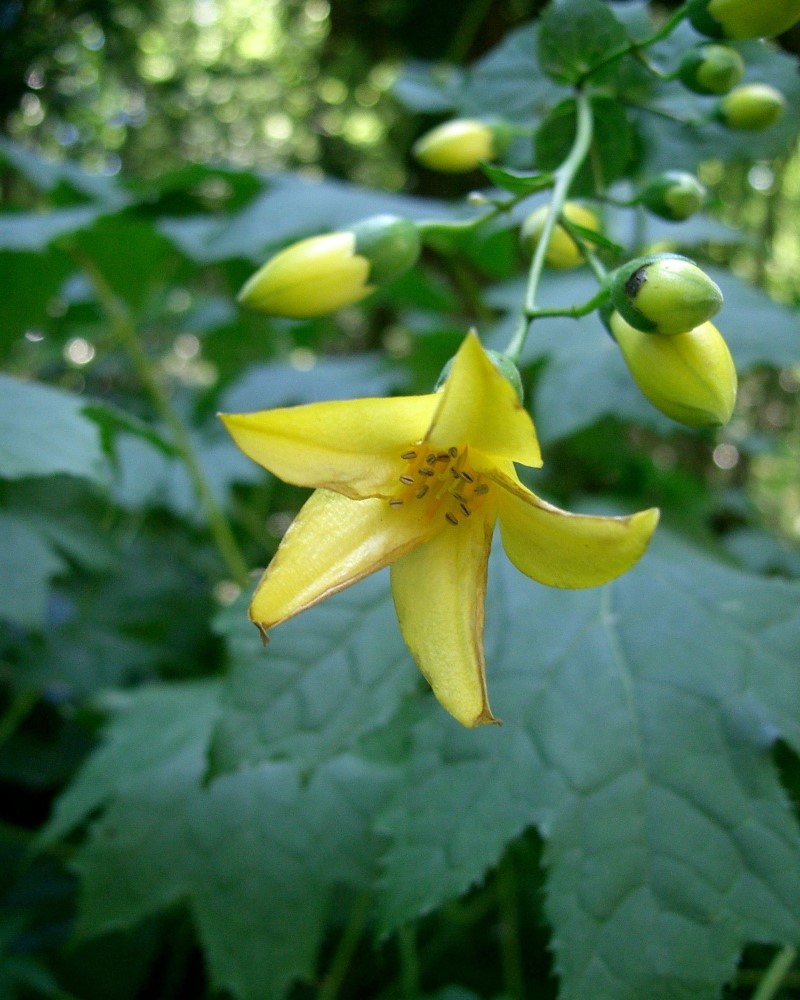 Zdjęcie rośliny: Kirengeszoma dłoniasta / Kirengeshoma palmata