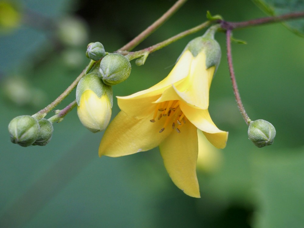 Zdjęcie rośliny: Kirengeszoma dłoniasta / Kirengeshoma palmata