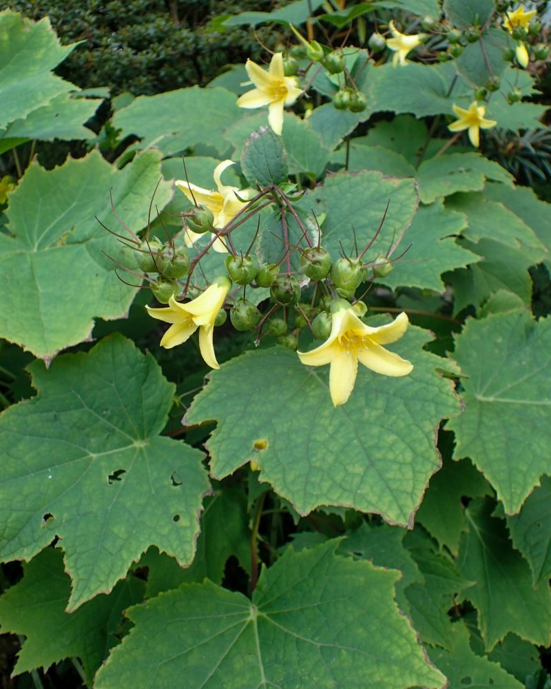 Zdjęcie rośliny: Kirengeszoma dłoniasta / Kirengeshoma palmata