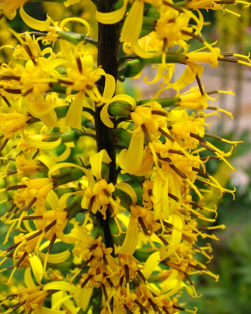 Zdjęcie rośliny: Języczka Przewalskiego / Ligularia przewalskii