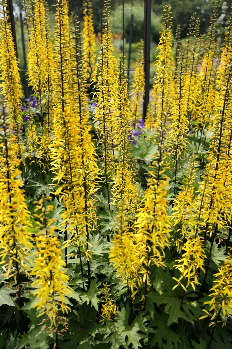 Zdjęcie rośliny: Języczka Przewalskiego / Ligularia przewalskii