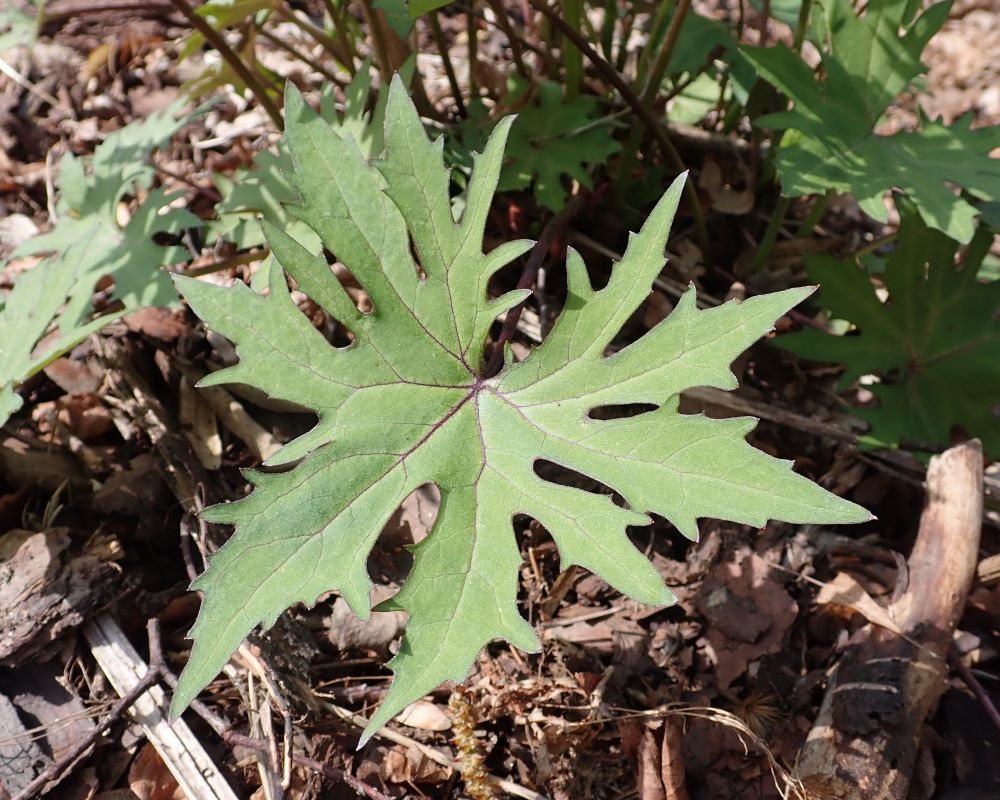 Zdjęcie rośliny: Języczka Przewalskiego / Ligularia przewalskii