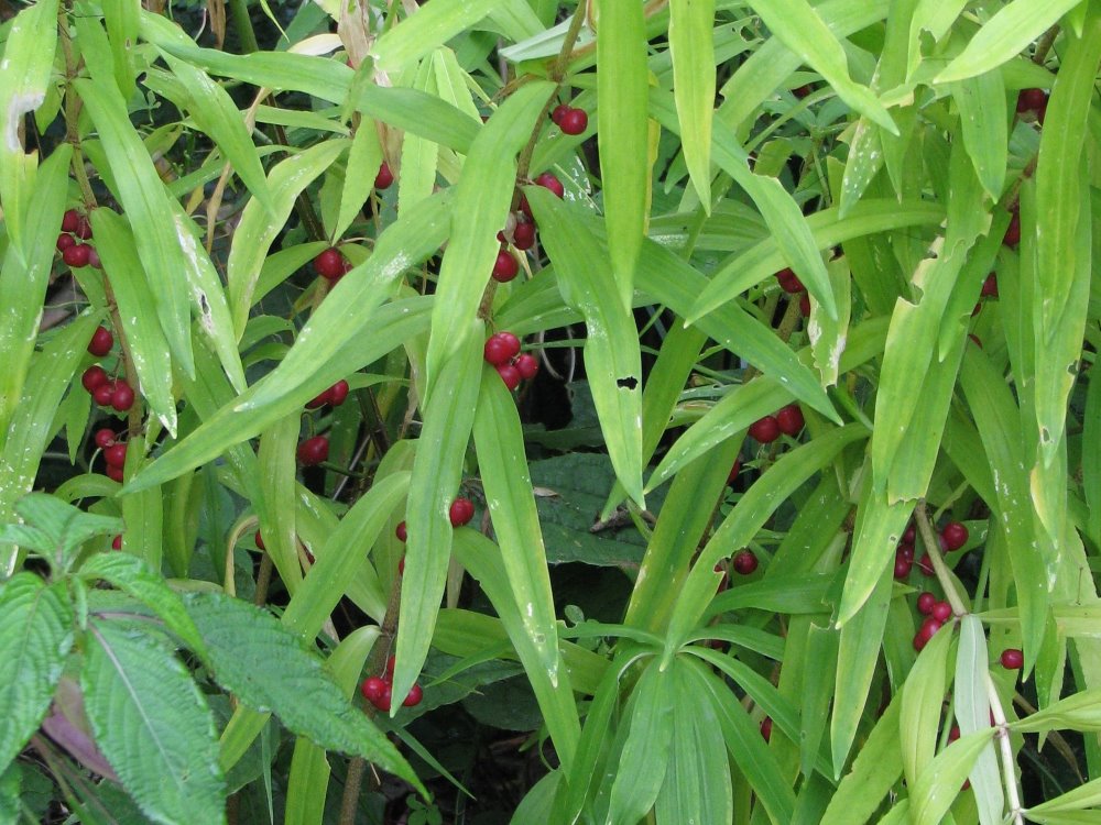 Zdjęcie rośliny: Kokoryczka / Polygonatum roseum
