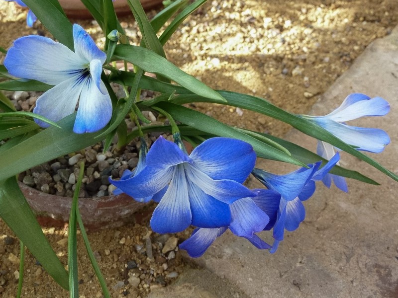 Zdjęcie rośliny: Krokus chilijski niebieski (3 cebulki) / Tecophilaea cyanocrocus